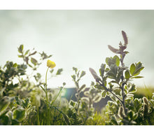 Cargar imagen en el visor de la galería, EAU DE TOILETTE SWISS ARMY FOR HER VX27617